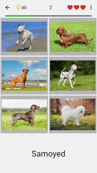 Dogs Quiz - Guess All Breeds!  [МОД Mega Pack] Screenshot 1