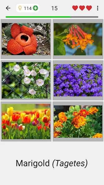Flowers Quiz - Identify Plants  [МОД Все открыто] Screenshot 2