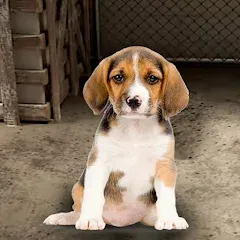Скачать взломанную My Pet Animal Shelter World  [МОД Mega Pack] - стабильная версия apk на Андроид